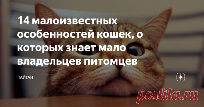 14 малоизвестных особенностей кошек, о которых знает мало владельцев питомцев Статья автора «Тайган» в Дзене ✍: Кошки – удивительные существа. Они способны умилять и восхищать. А еще они умеют удивлять, потому что о некоторых секретах своих любимцев хозяева даже не подозревают.