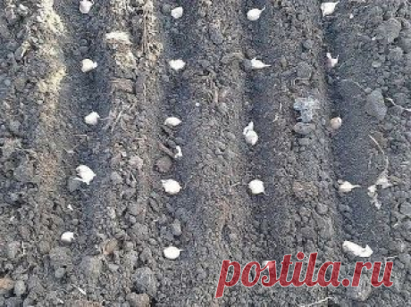 ОСНОВНЫЕ ХИТРОСТИ ПОСАДКИ ЧЕСНОКА НА ЗИМУ ДЛЯ ПОЛУЧЕНИЯ БОЛЬШОГО УРОЖАЯ