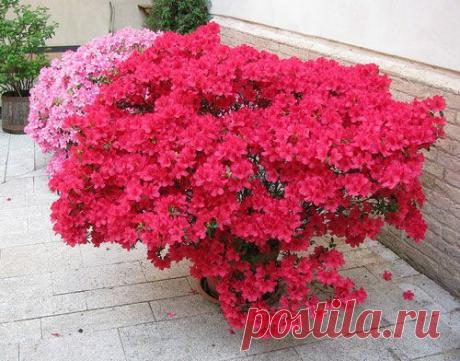 Рододендрон посадка и уход, фото рододендрона, выращивание и размножение.