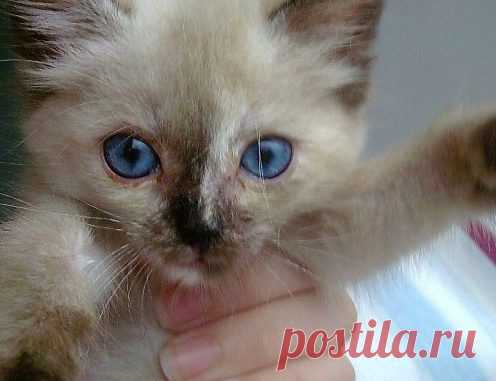 ИСТОРИЯ О ТОМ, КАК МЫ С ВАСИЛИСКОЙ НАШЛИ ДРУГ ДРУГА — Лап-Ушки.com — любимые животные