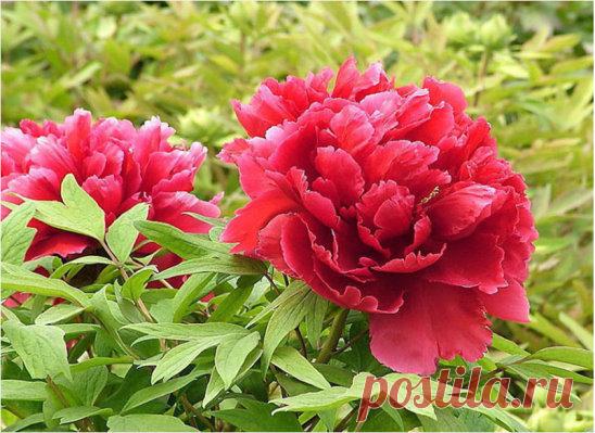 КОГДА ЛУЧШЕ ПРИСТУПАТЬ К ОМОЛОЖЕНИЮ ПИОНА