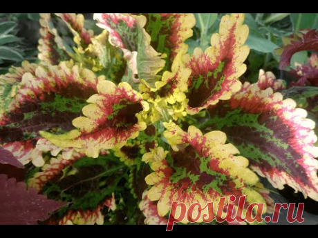 Колеус гибридный &quot;Эль Брайто&quot; (Coleus hybridus &quot;El Brighto&quot;)