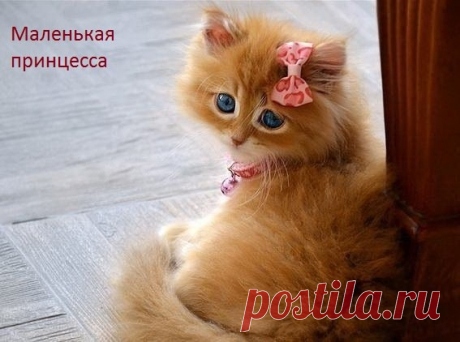 Новый выпуск с котиками