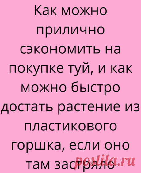 Как можно прилично сэкономить на покупке туй, и как можно быстро достать растение из пластикового горшка, если оно там застряло
А помните, я недавно писал, что поехал в питомник за туями, но вернулся ни с чем? Мои злоключения можно прочитать вот здесь — Булыжник в лобовое и лось на трассе. Но не смотря ни на что, я всё-таки добрался до него и купил пару ящиков туй для создания живой изгороди. Точнее, это будет не изгородь […]
Читай дальше на сайте. Жми подробнее ➡