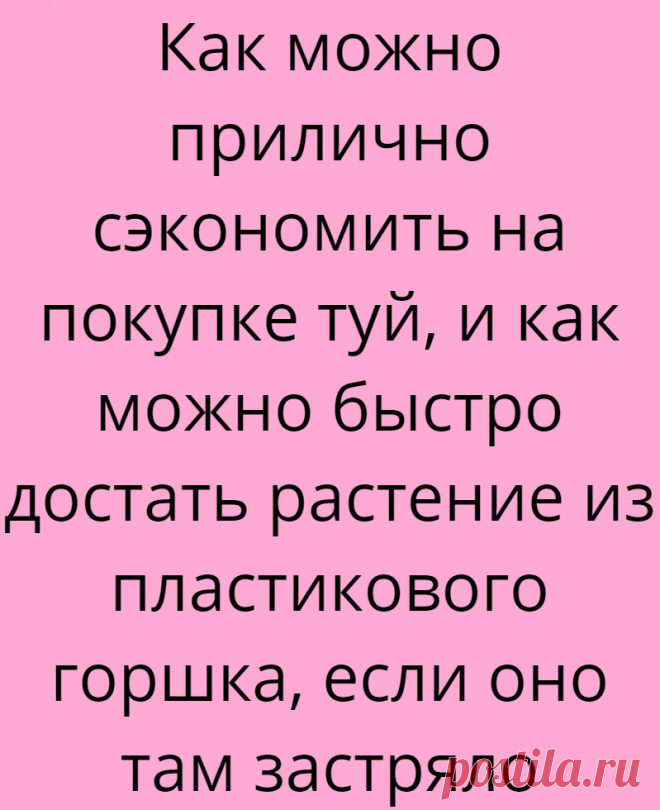 Как можно прилично сэкономить на покупке туй, и как можно быстро достать растение из пластикового горшка, если оно там застряло
А помните, я недавно писал, что поехал в питомник за туями, но вернулся ни с чем? Мои злоключения можно прочитать вот здесь — Булыжник в лобовое и лось на трассе. Но не смотря ни на что, я всё-таки добрался до него и купил пару ящиков туй для создания живой изгороди. Точнее, это будет не изгородь […]
Читай дальше на сайте. Жми подробнее ➡