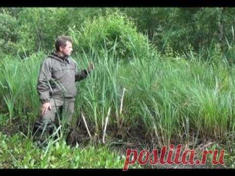 Рогоз. Доступная еда в природе.