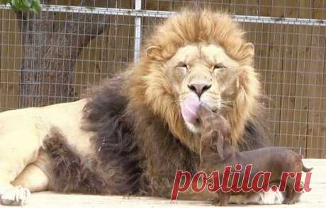 (+1) тема - Животные тоже умеют дружить! | Четвероногий юмор