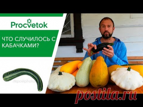 Почему КАБАЧОК ГНИЛОЙ и КРИВОЙ? Проблемы плодов.