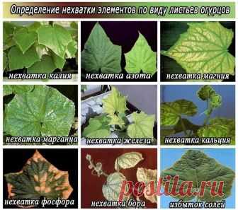 СИГНАЛЫ ОГУРЦОВ О СВОЕМ САМОЧУВСТВИИ
Сохраните, чтобы не потерять!