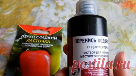 Замачивание семян перца в перекиси водорода | Семейная солянка | Яндекс Дзен