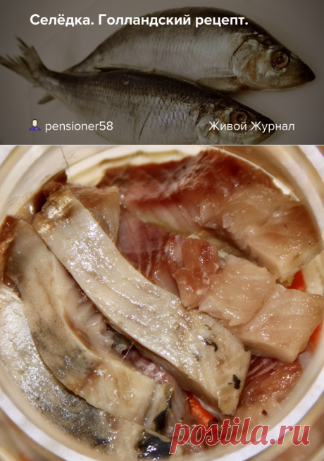 Селёдка. Голландский рецепт.: pensioner58 — ЖЖ