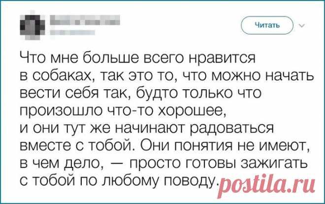Питомцы, которые отдадут всё, лишь бы быть рядом с хозяином / Питомцы