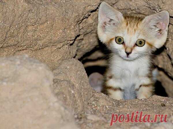 Барханный кот: Самый мелкий вид кошек Сегодня, мы расскажем о самой маленькой киске, и речь пойдет далеко не о въевшихся домашних пушистиках, а о настоящем мастере выживания в мертвых раскаленных пустошах. Барханный кот - самый мелкий представитель кошачьих в дикой природе...