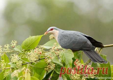 Сем. Голубиные (Columbidae)
Длиннохвостый горный голубь (Gymnophaps mada)