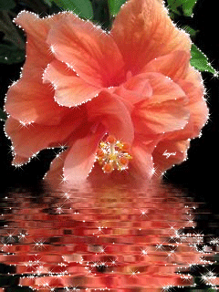 GIFS HERMOSOS: flores encoontradas en la web