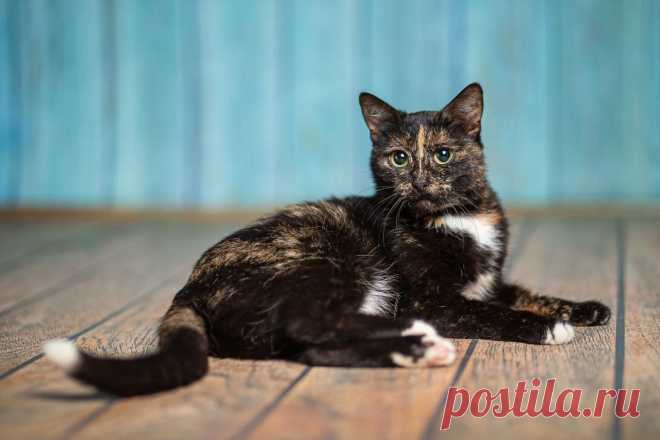 Красавица кошка черепахового окраса в добрые руки. Москва и МО
Кошка, 1,5-2 года. Стерилизованная. Туалет в лоток, с кошкам-собаками прекрасно, можно в семью с детьми, будет отличная няня, кошка супер ласковая, глазастая, любопытная, активная.
Игрунья - бегает за мышкой или за бумажкой.  
Куратор: 89163351972 Юлия