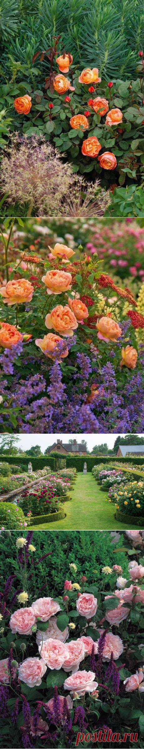 (1627) Pinterest