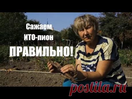 Как посадить ИТО-пион Бартзелла? / Сад Ворошиловой