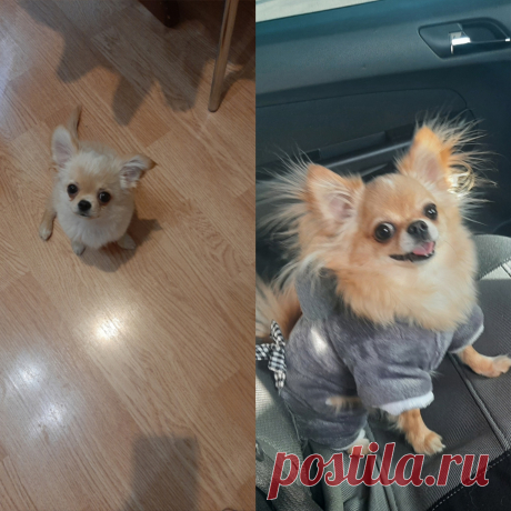 чих