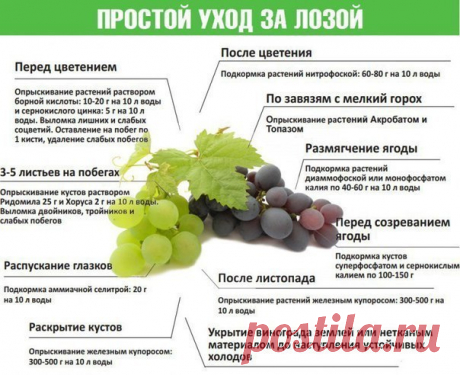 Простой уход за виноградом
