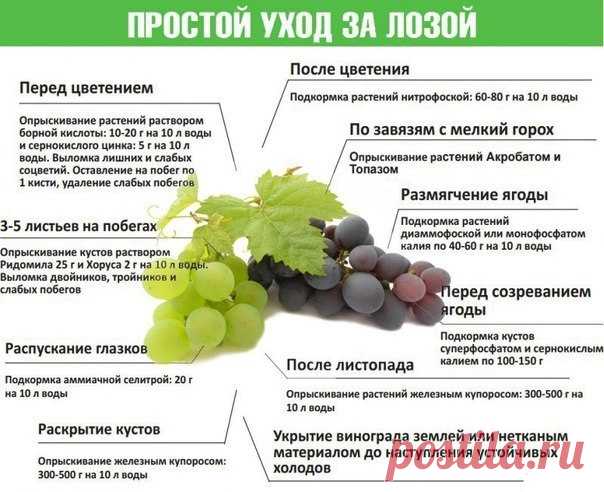 Простой уход за виноградом