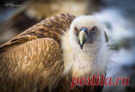 Александр Шрайфель
53 года, Россия, Каменск-Шахтинский