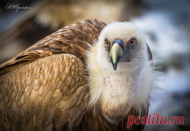 Александр Шрайфель
53 года, Россия, Каменск-Шахтинский