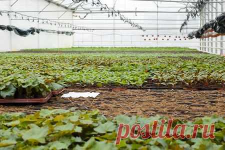 Сидераты: самое доступное удобрение. Без химии и лишних трат. На грядках