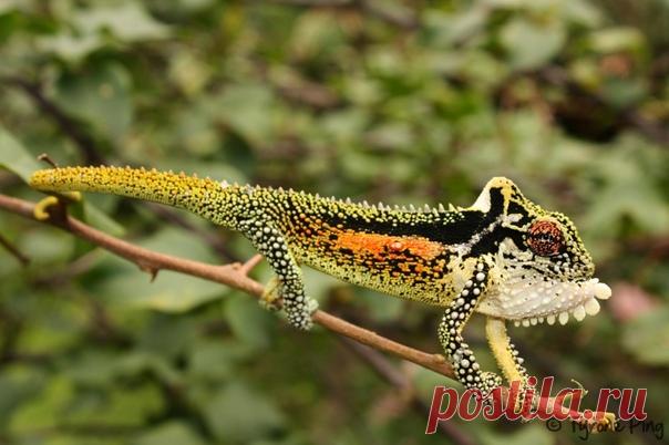 Горный карликовый хамелеон.

Не только вся поверхность туловища горного карликового хамелеона, вырастающего до 17 см в длину, покрыта выпуклыми чешуйками разного цвета – на голове они желтые, по бокам оранжевые, а на брюшке зеленые – но и конечности. Картину дополняют вырост на голове в виде покатого хохолка и складка белой кожи под горлом.