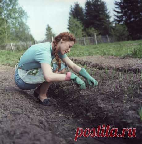 Советские дачи. В чём секрет их притягательности? / Назад в СССР / Back in USSR