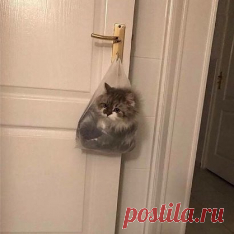 Мешал чистить рыбу.