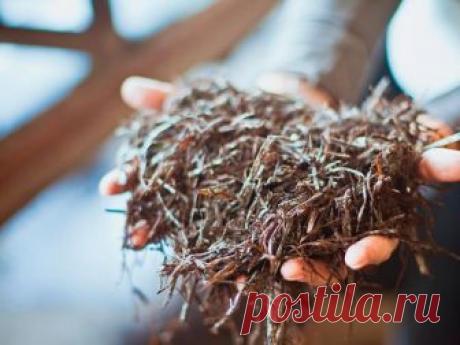 Все о компосте для шампиньонов Компост для шампиньонов в обязательном порядке должен содержать достаточное количество питательных соединений, чтобы обеспечить нормальные условия для роста и развития грибов.