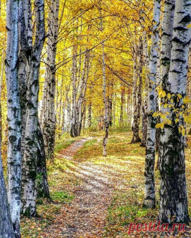 Золотая осень в берёзовой роще.
Пермский край. 📷 tiunova61