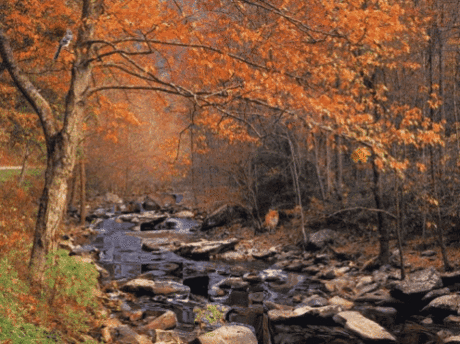 Осенние пейзажи на фотографии и анимашках
