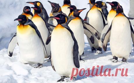 Фотографии животных за неделю