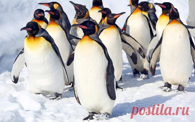 Фотографии животных за неделю