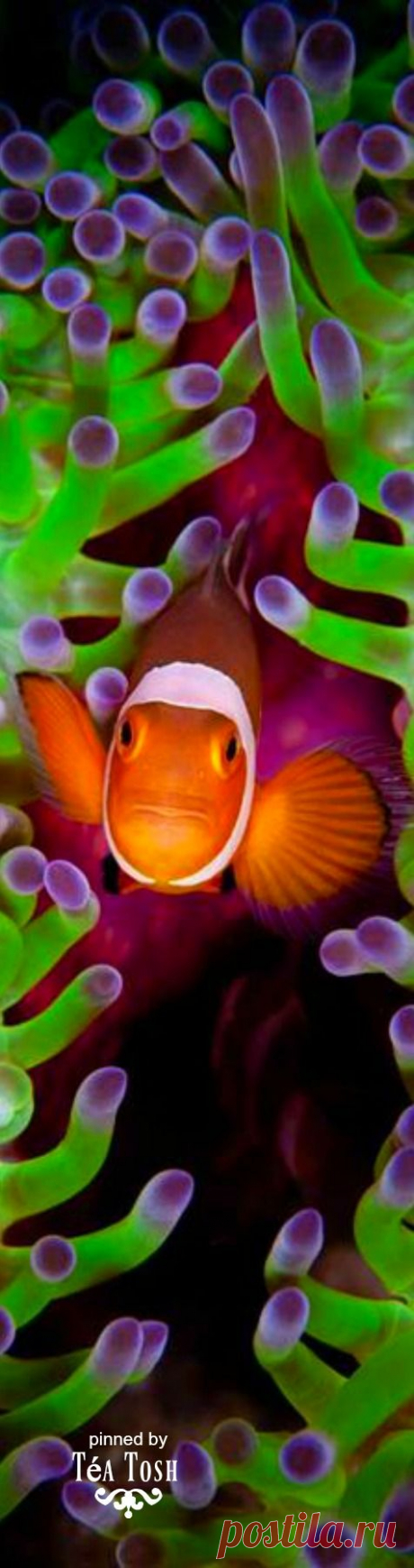 (307) Pinterest