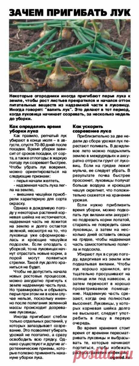 Зачем пригибать лук