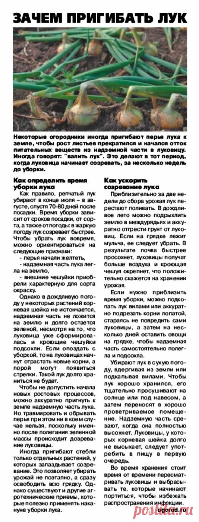 Зачем пригибать лук