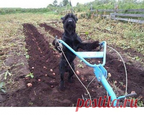 (1) Одноклассники