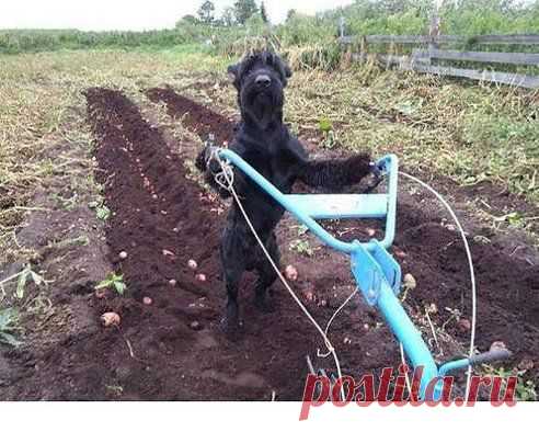 (1) Одноклассники