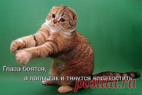 Наши забавные друзья 53. | Домохозяйки