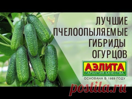 Одни из лучших пчёлоопыляемых огурцов для любой погоды! — Ботаничка.ru