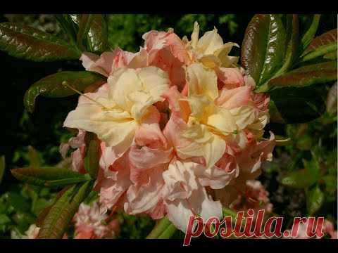 Рододендрон листопадный, азалия садовая "Cannon's Double"  Цена: 70.00р
Листопадный кустарник высотой до 1,5 м. Листья у него зеленые, кожистые, заостренные, на вершине слегка скрученные.
Растение красиво цветет в июне-июле мелкими душистыми белыми цветками.
Предпочитает солнечное местоположение и плодородные почвы.
Используется для посадок в группах, бордюров, а также для создания живых изгородей.
Кустарник высотой до 1 м. Побеги стелющиеся, листья овальные с острой верхушкой, темно…