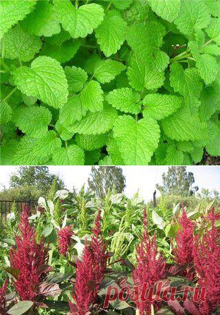 13 полезных растений на вашем участке: | Хитрости Жизни