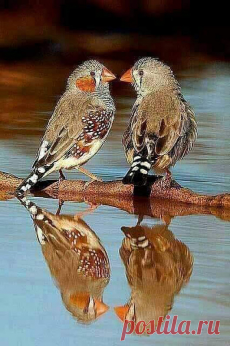 WOA Animal – Google+