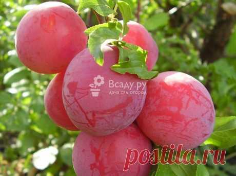 Лучшие сорта слив с фото и описанием. Сливы желтые, красные, синие