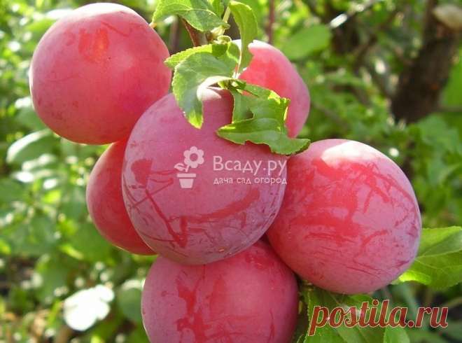 Лучшие сорта слив с фото и описанием. Сливы желтые, красные, синие