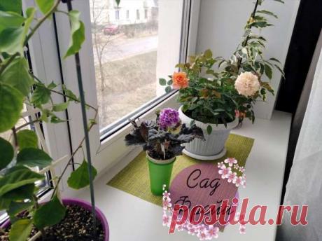 Почему я избавилась от 2/3 комнатных цветов. И не жалею! | Люблю Себя