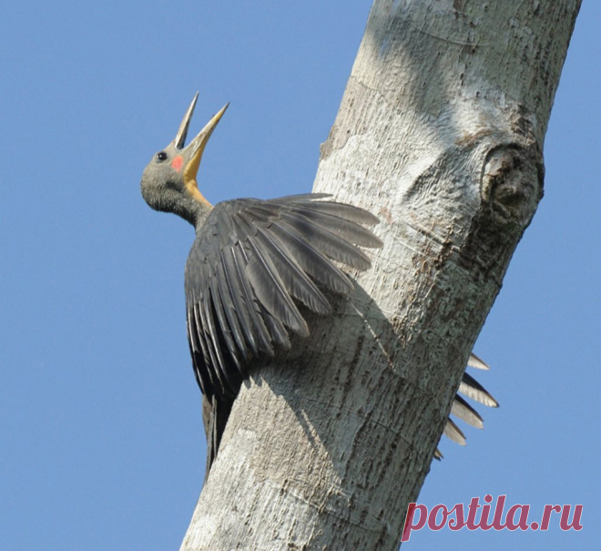 Большой мюллеров дятел.